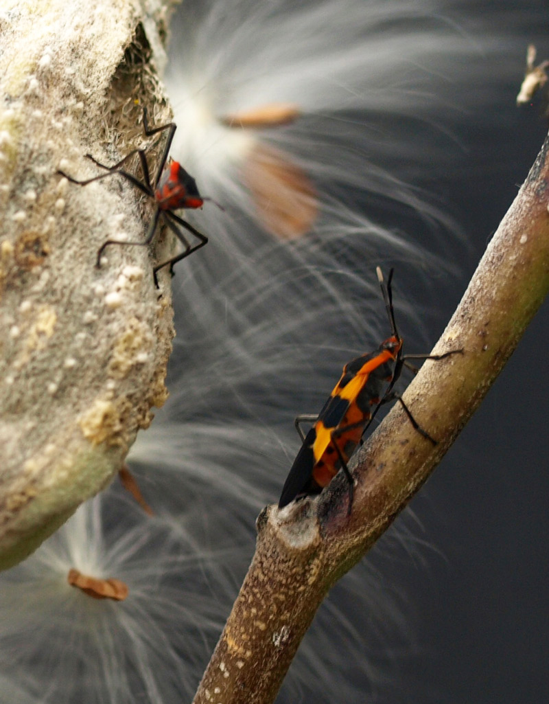 Insects at Milkweed Seedpod